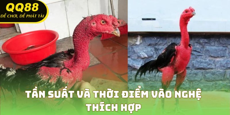 Điểm danh các tần suất vào nghệ thích hợp