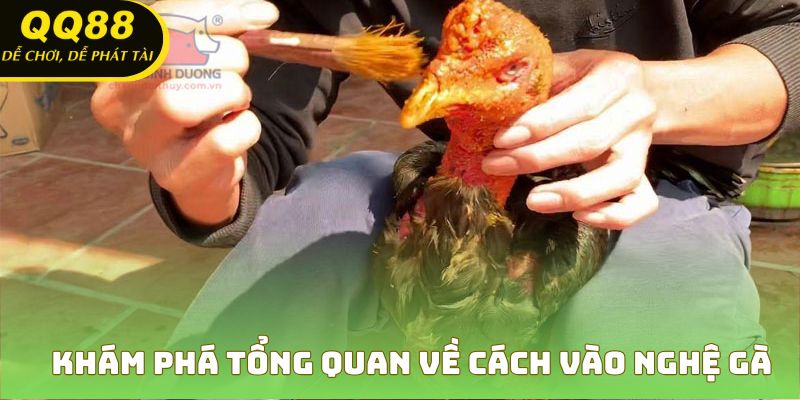 Hiểu rõ về quy trình và lợi ích của cách vào nghệ gà
