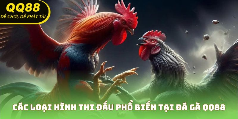 Khám phá các kiểu đấu hấp dẫn trong đá gà QQ88