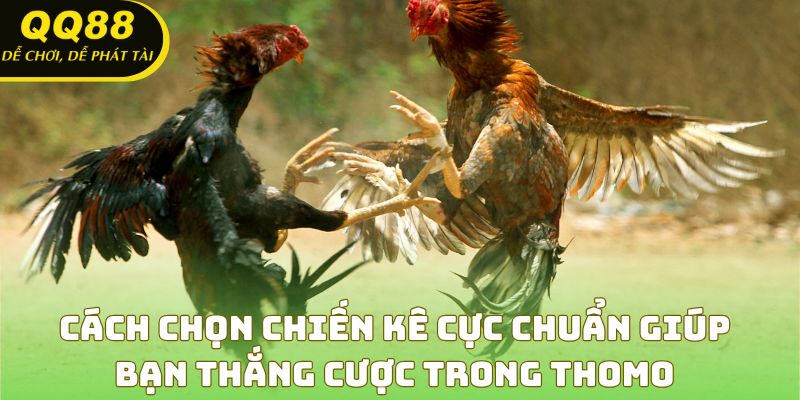 Bí quyết soi kèo, chọn gà để thắng cược đá gà Thomo