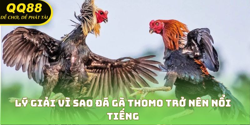 Sức hút đặc biệt đến từ những trận đá gà Thomo